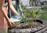 Sagatavo peonijas krāšņam pavasarim: kas dārzniekam jāpaveic aprīlī un maijā, lai krūmi nepaliktu bez ziediem