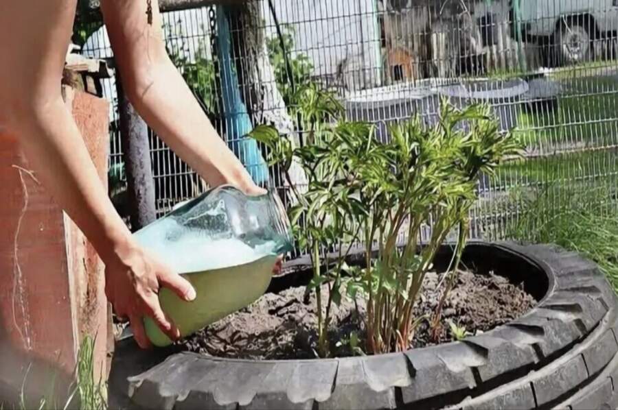 Sagatavo peonijas krāšņam pavasarim: kas dārzniekam jāpaveic aprīlī un maijā, lai krūmi nepaliktu bez ziediem