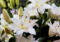 Gribi iespaidīgas lilijas: veic šīs 4 procedūras tūlīt pēc asnu parādīšanās