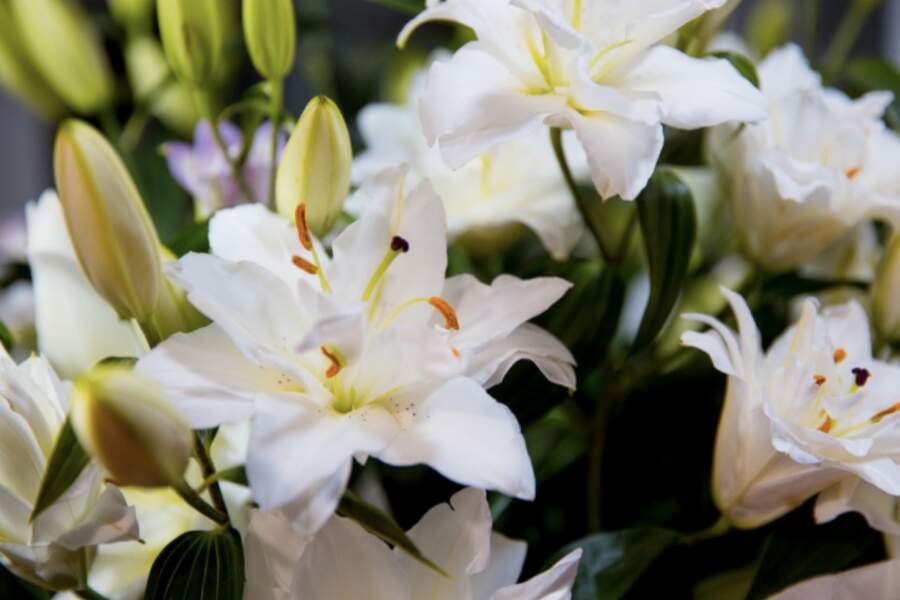 Gribi iespaidīgas lilijas: veic šīs 4 procedūras tūlīt pēc asnu parādīšanās