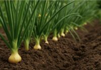 Sīpols vienatnē “skumst”: ar kuriem kaimiņiem kopā tas kļūst par neuzveicamu vairogu pret kaitēkļiem