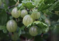 Gribi saldas ērkšķogas kā medu: ieber šo pie saknēm aprīlī, lai ogas būtu dzintara krāsā