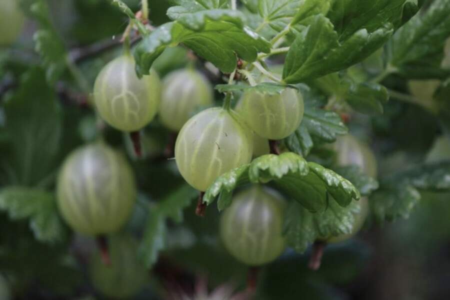 Gribi saldas ērkšķogas kā medu: ieber šo pie saknēm aprīlī, lai ogas būtu dzintara krāsā