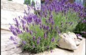 Ko necieš lavandas: 7 nepiedodamas kļūdas, kuru dēļ tās dārzā nīkuļo