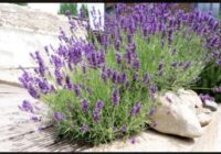 Ko necieš lavandas: 7 nepiedodamas kļūdas, kuru dēļ tās dārzā nīkuļo