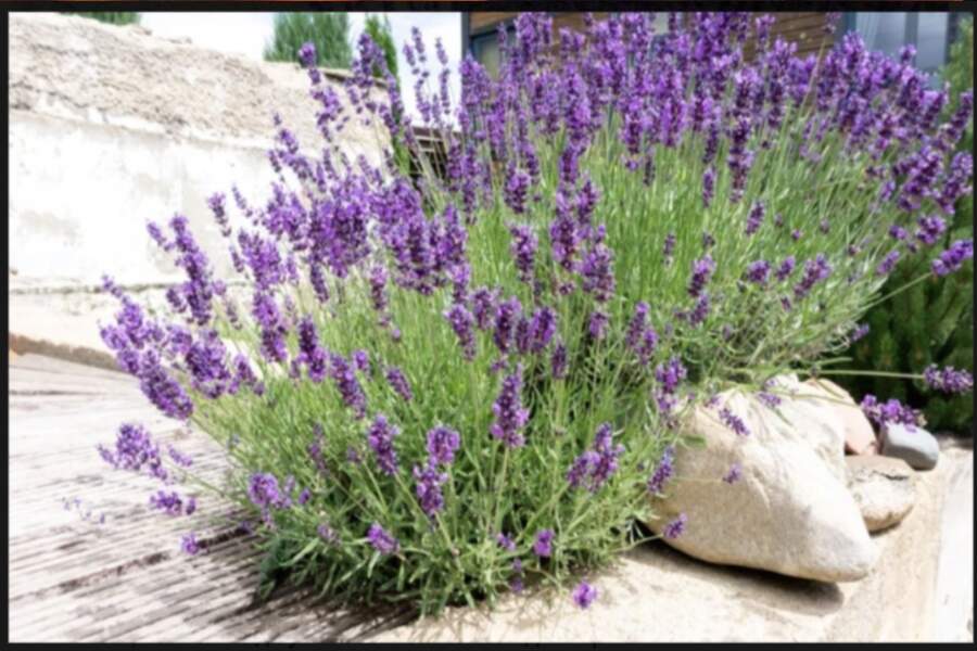 Ko necieš lavandas: 7 nepiedodamas kļūdas, kuru dēļ tās dārzā nīkuļo