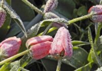 Laikapstākļi mainās zibensātrumā: sinoptiķi iesaka iedzīvotājiem laikus atrast siltās drēbes