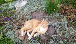 Klusums un piesardzība: kāpēc mūsu senči 6. aprīlī izvairījās no trokšņošanas un ciemiņiem Klusums un piesardzība: kāpēc mūsu senči 6. aprīlī izvairījās no trokšņošanas un ciemiņiem