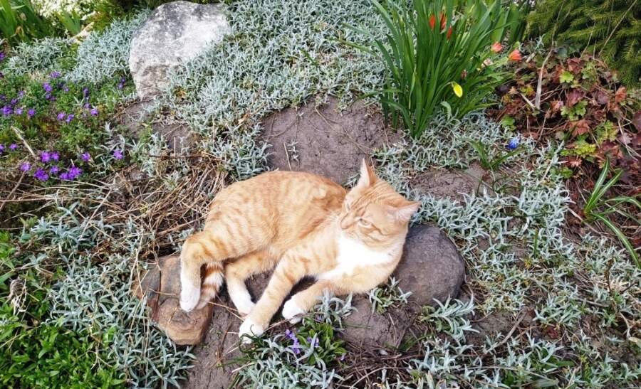 Klusums un piesardzība: kāpēc mūsu senči 6. aprīlī izvairījās no trokšņošanas un ciemiņiem