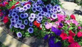 “10 augi, kurus es nekad vairs neaudzēšu un neiesaku jums to darīt” ar smagu nopūtu saka Rasma