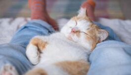 Kaķis guļ cilvēkam uz kājām ne tikai aiz pieķeršanās- iemesls parasti ir atšķirīgs