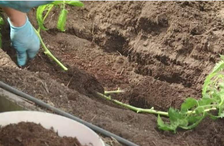 Ja tomātu stādi ir izstīdzējuši es tos stādu horizontāli – metode pēc kuras tie sakņojas 5 dienās