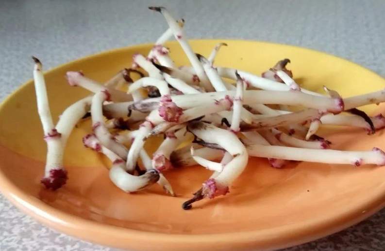 Dārgu mēslošanas līdzekļu vietā izmantoju kartupeļu asnus – stādi aug stiprāki 10 dienu laikā