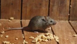 Vienas dienas laikā mājā nebija nevienas peles: mana metode darbojās 100%, bet tikai retais to var atkārtot