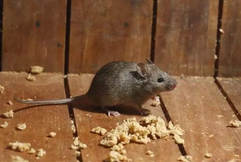 Vienas dienas laikā mājā nebija nevienas peles: mana metode darbojās 100%, bet tikai retais to var atkārtot