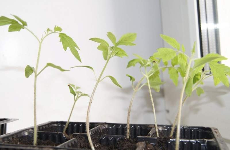 Kā “salabot” izstīdzējušos tomātu stādus 10 dienās – dalos pārbaudītā metodē