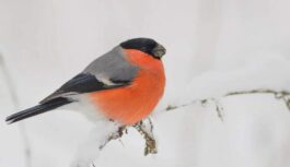 Kāpēc šie skaistie putni nav redzami vasarā un no kurienes tās rodas ziemā – lūk kā izrādās Kāpēc šie skaistie putni nav redzami vasarā un no kurienes tās rodas ziemā – lūk kā izrādās
