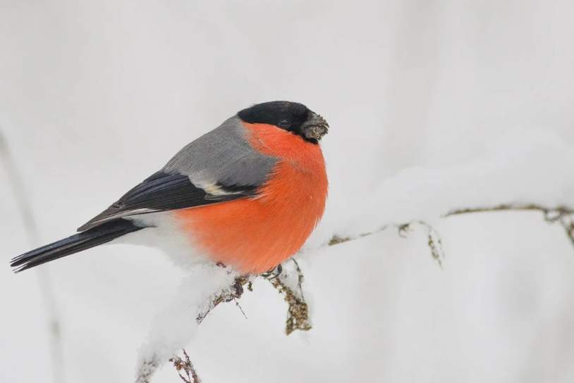 Kāpēc šie skaistie putni nav redzami vasarā un no kurienes tās rodas ziemā – lūk kā izrādās