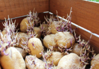 Metode kā sagatavot kartupeļu sēklu pirms stādīšanas, lai palielinātu ražu Metode kā sagatavot kartupeļu sēklu pirms stādīšanas, lai palielinātu ražu