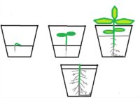 Sējot es vienmēr pieberu trauciņu pilnu ar zemi, nevis tikai līdz pusei – lūk kāpēc tas ir tik ļoti svarīgi