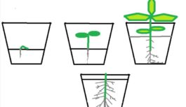 Sējot es vienmēr pieberu trauciņu pilnu ar zemi, nevis tikai līdz pusei – lūk kāpēc tas ir tik ļoti svarīgi
