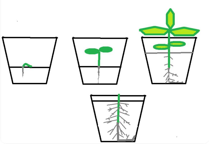 Sējot es vienmēr pieberu trauciņu pilnu ar zemi, nevis tikai līdz pusei – lūk kāpēc tas ir tik ļoti svarīgi