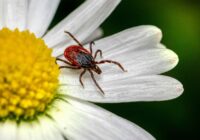 Ko stādīt pagalmā pret ērcēm: augi, kas tās aizbiedē