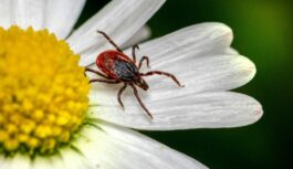 Ko stādīt pagalmā pret ērcēm: augi, kas tās aizbiedē