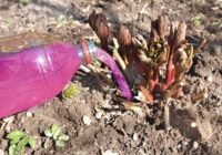 Aprīļa vidus ir īstais laiks izdarīt šo ar peonijām, lai vasarā iegūtu bagātīgu ziedēšanu