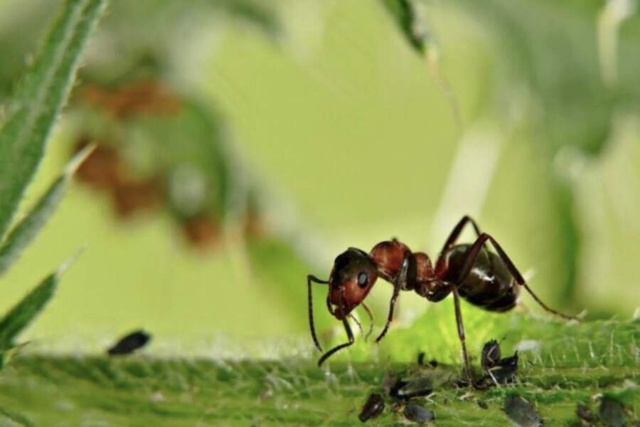 Pavasarī iestādu šo puķi zem ābeles un skudras to apej ar desmito līkumu: vairs nekādu laputu un lipīgu zaru