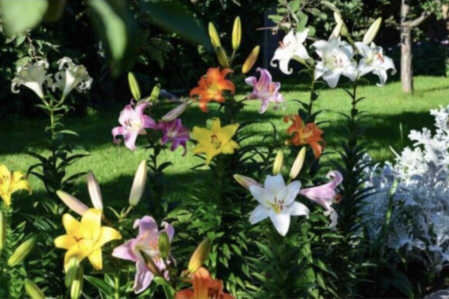 Lilijas ziedēs krāšņi pat dārza ēnā: 2 vienkāršas lietas, ar ko tās pabarot aprīlī tūlīt pēc dīgšanas