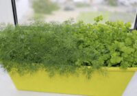 Dilles un pētersīļi uz balkona izaugs 2 nedēļās: vienkāršs paņēmiens, kā sēt zaļumus uz palodzes Dilles un pētersīļi uz balkona izaugs 2 nedēļās: vienkāršs paņēmiens, kā sēt zaļumus uz palodzes