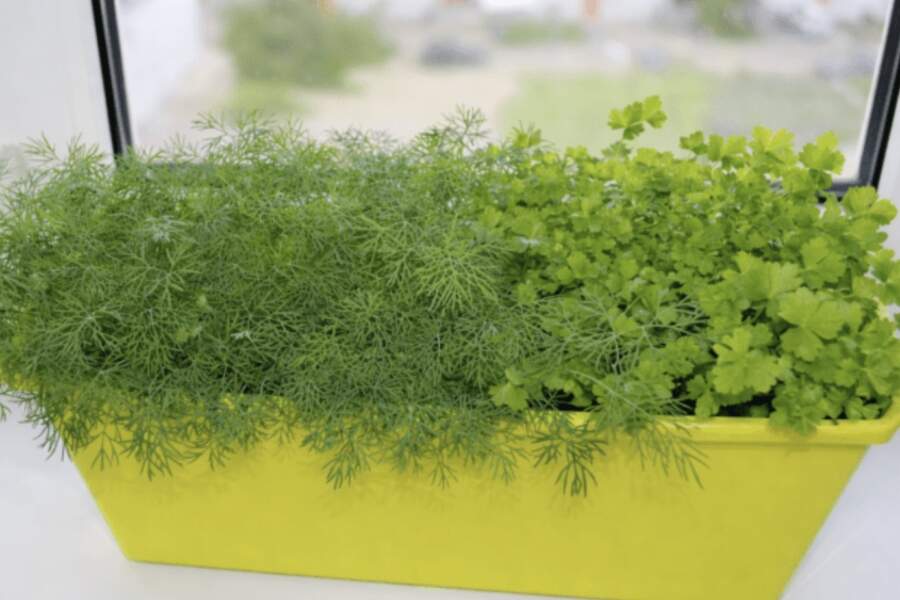 Dilles un pētersīļi uz balkona izaugs 2 nedēļās: vienkāršs paņēmiens, kā sēt zaļumus uz palodzes