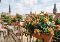 Neprasa kopšanu un zied līdz pat pirmajām salnām: nosaukta labākā puķe balkonam šai vasarai