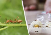 Skudras to nepanes: kā pavisam vienkārši atbrīvoties no pūžņa dārzā un mājā