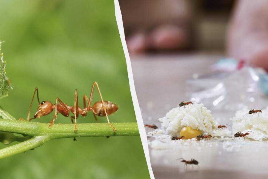 Skudras to nepanes: kā pavisam vienkārši atbrīvoties no pūžņa dārzā un mājā