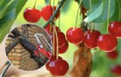 Ķirši būs saldi un raža mērāma spaiņos: kā pavasarī pareizi “atvērt” koku saulei