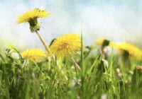 Aizmirsīsiet par tām reizi par visām reizēm: kā atbrīvoties no pienenēm dārzā bez rakšanas