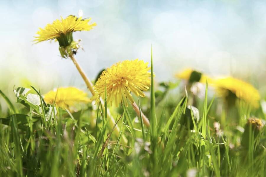 Aizmirsīsiet par tām reizi par visām reizēm: kā atbrīvoties no pienenēm dārzā bez rakšanas