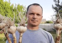 Ziemas ķiploki pavasarī sāk jau dzeltēt: divas vienkāršas papildmēslošanas reizes, kas glābj ražu