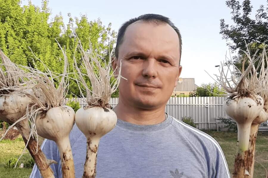 Ziemas ķiploki pavasarī sāk jau dzeltēt: divas vienkāršas papildmēslošanas reizes, kas glābj ražu