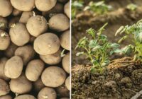 Kāpēc kaimiņam kartupeļi aug labāk: visu izšķir viena detaļa, ko vairums ignorē