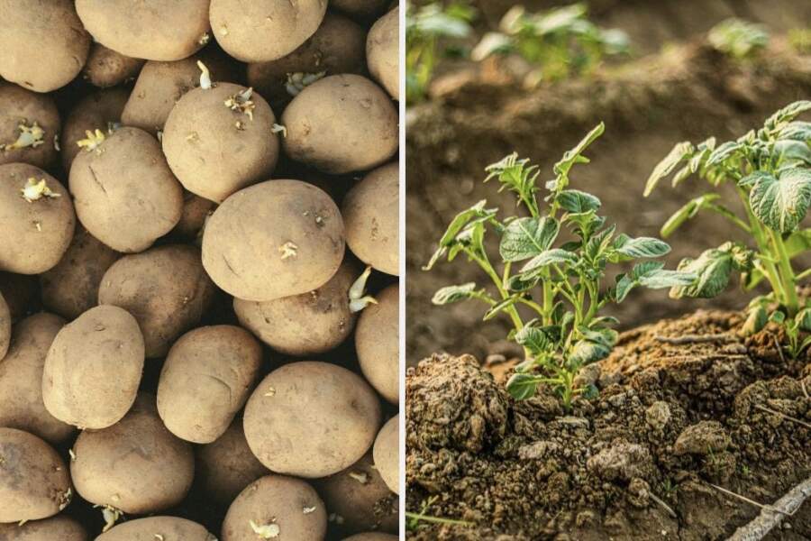 Kāpēc kaimiņam kartupeļi aug labāk: visu izšķir viena detaļa, ko vairums ignorē