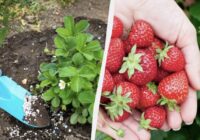 Ne tikai ar pelniem: pieredzējušu dārznieku padomi, ar ko pavasarī mēslot zemenes bagātīgai ražai