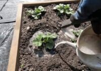 Labākais veids, kā pasargāt zemenes no maijvabolēm un puves: tikai viena vienkārša laistīšana