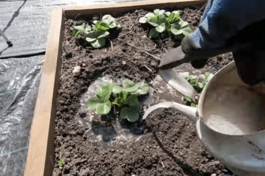 Labākais veids, kā pasargāt zemenes no maijvabolēm un puves: tikai viena vienkārša laistīšana