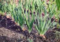 Sagatavojam sīpolus stādīšanai: iemērcu tos šajā šķīdumā, lai tie neiziet lokos un nesapūst