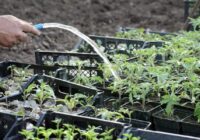 Pēc piķēšanas tomāti ir jāmēslo: 3 mājas līdzekļi spēcīgiem stādiem