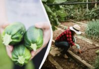 Šāds “kaimiņš” atstās kabačus bez ražas vienā sezonā: ko nedrīkst stādīt tiem blakus