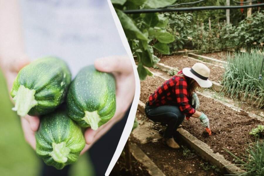 Šāds “kaimiņš” atstās kabačus bez ražas vienā sezonā: ko nedrīkst stādīt tiem blakus